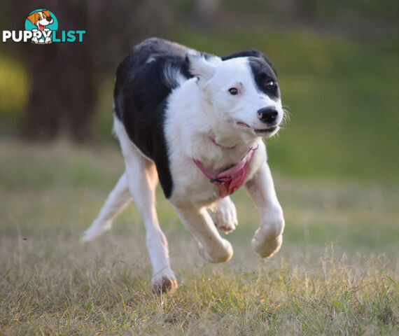 border collie pups