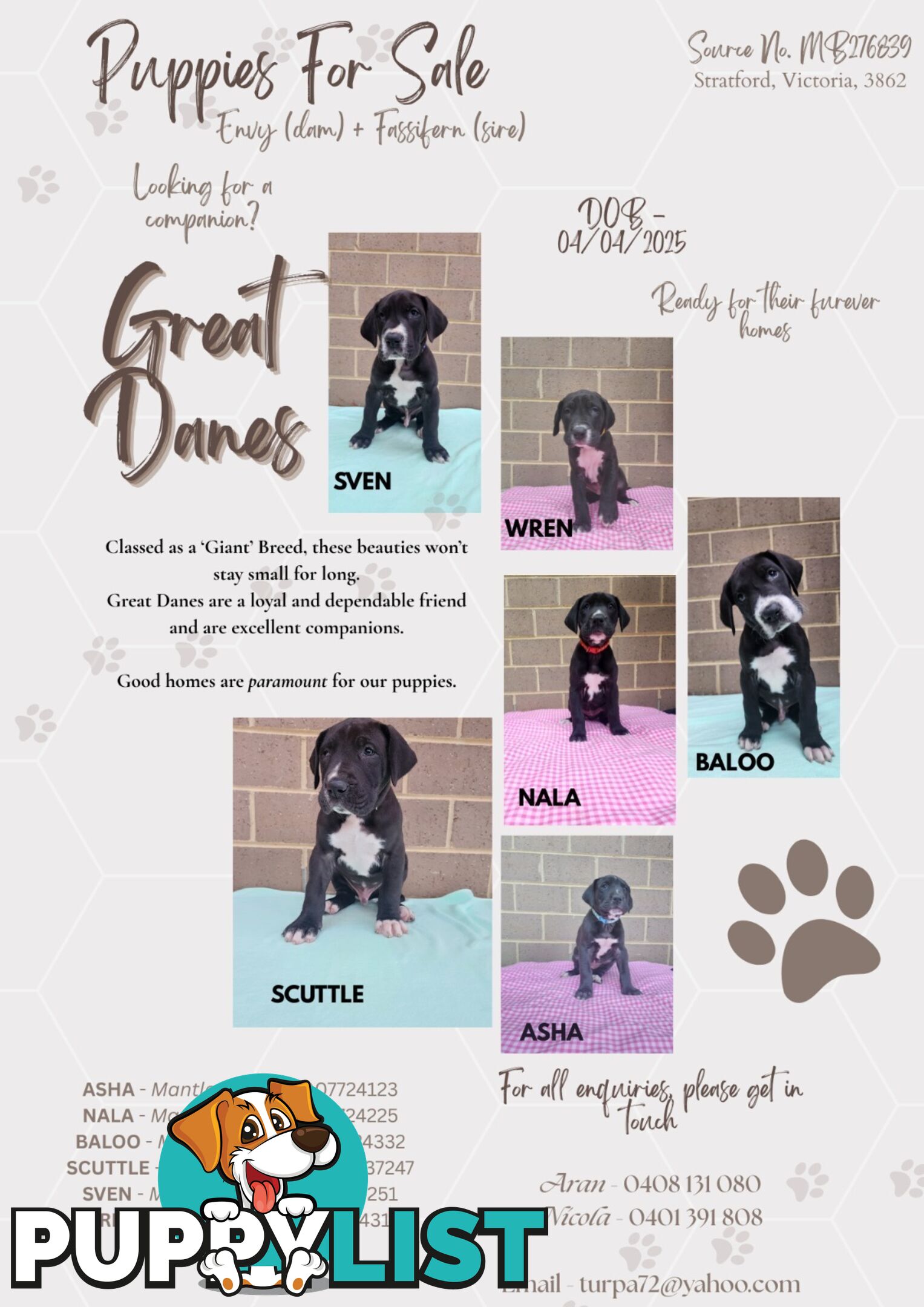 Pure Bred Great Danes