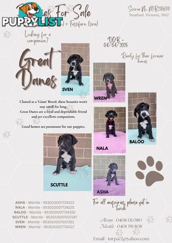 Pure Bred Great Danes
