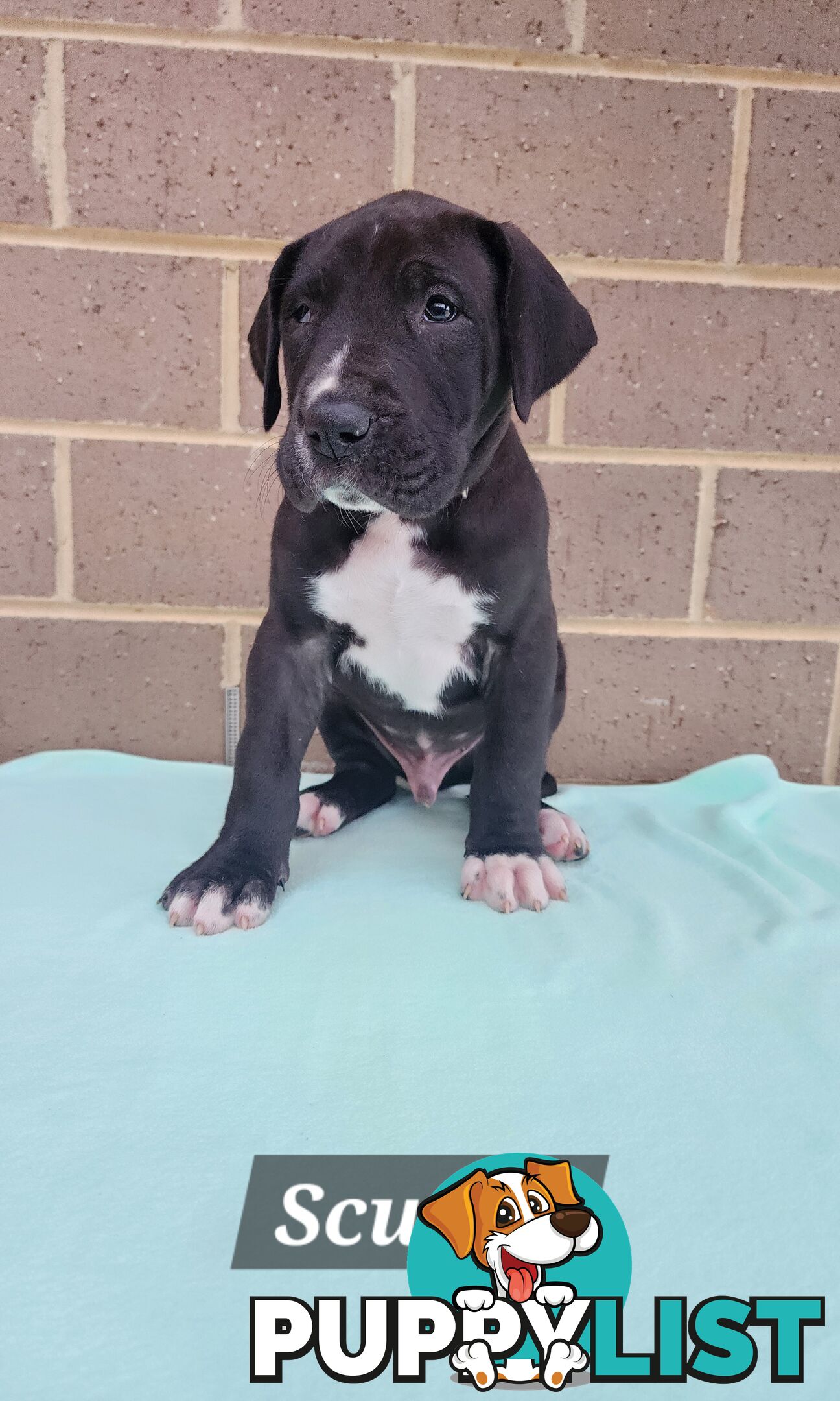 Pure Bred Great Danes