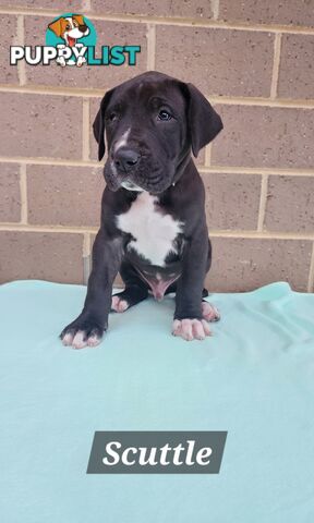 Pure Bred Great Danes