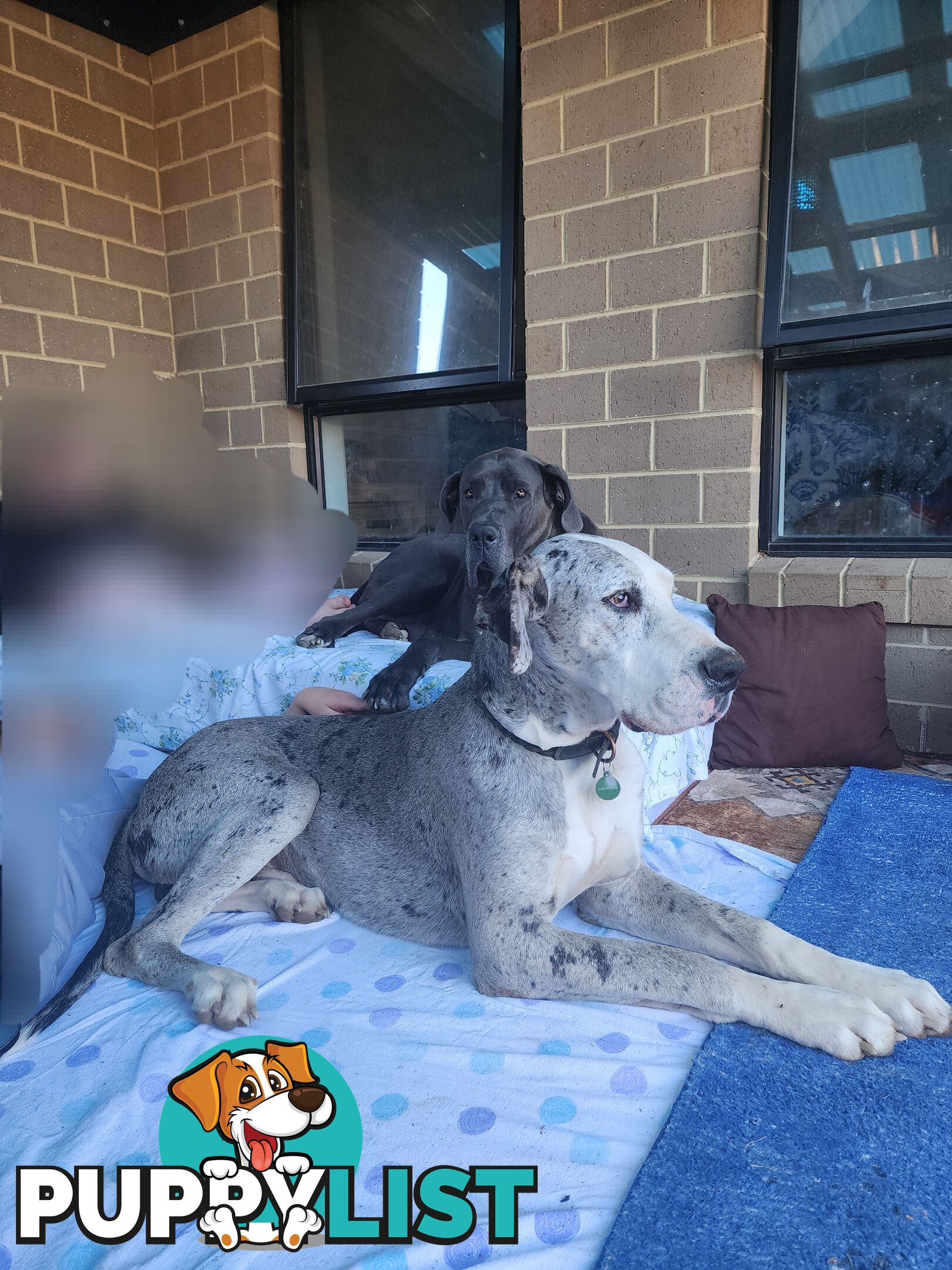 Pure Bred Great Danes