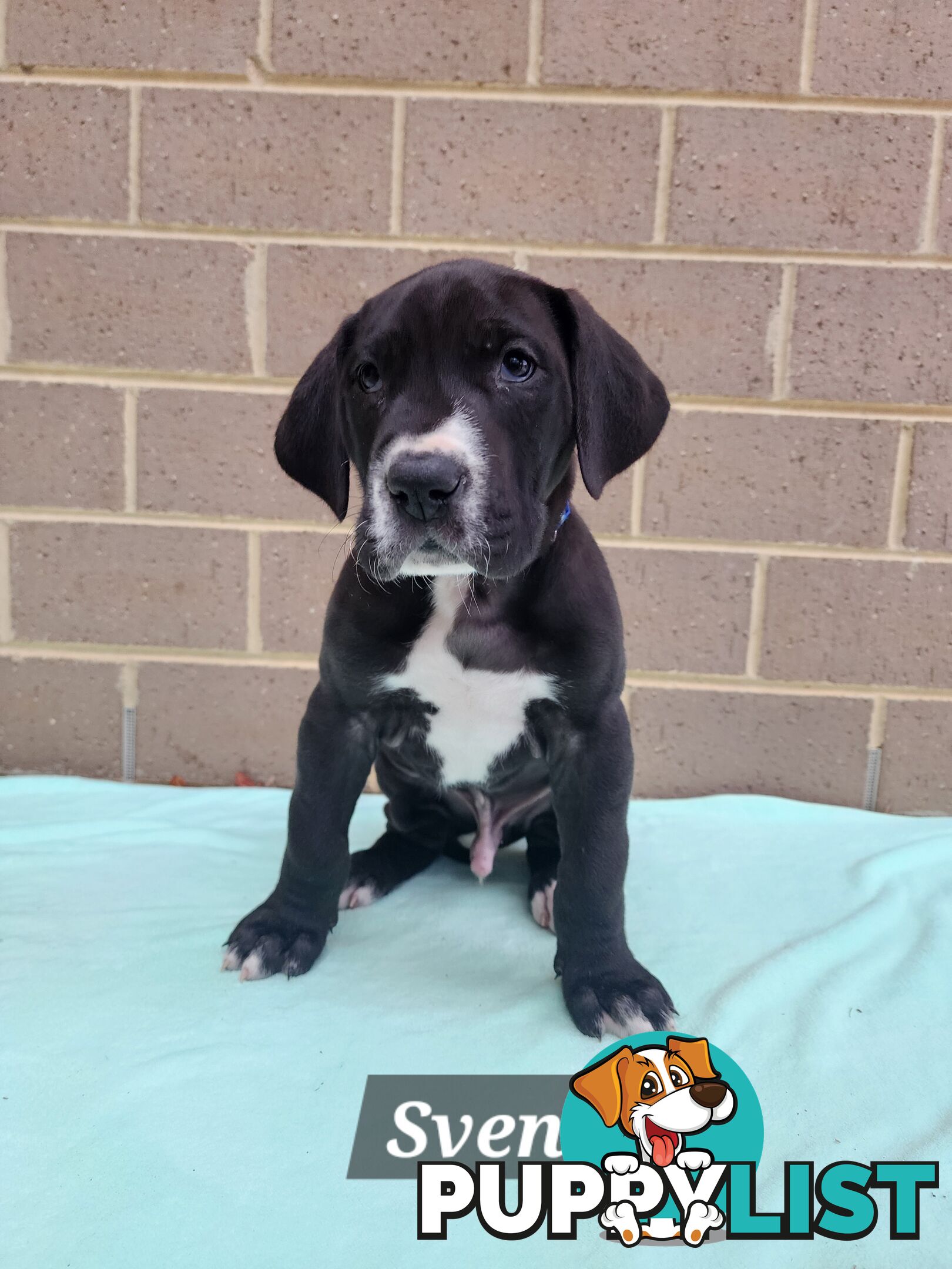 Pure Bred Great Danes