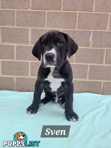 Pure Bred Great Danes