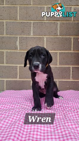 Pure Bred Great Danes