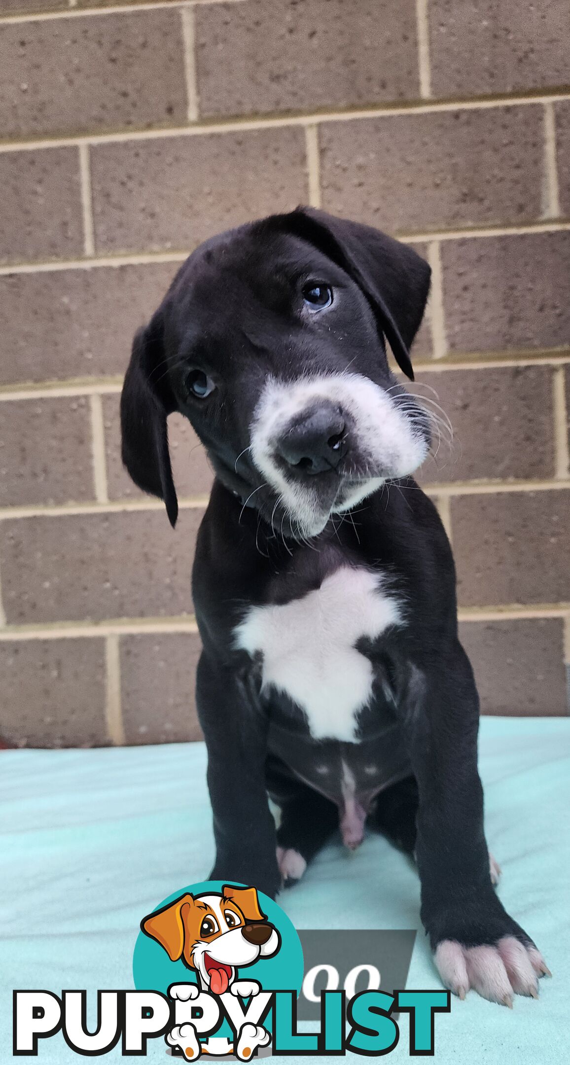 Pure Bred Great Danes