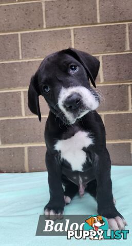 Pure Bred Great Danes