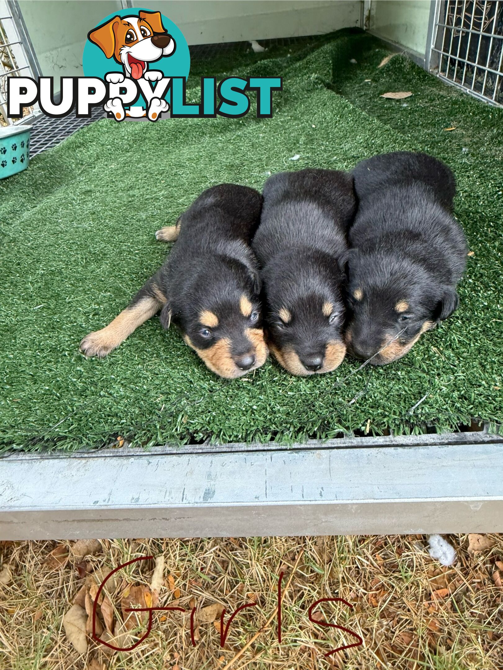 8 week old kelpi pups for sale