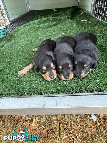 8 week old kelpi pups for sale