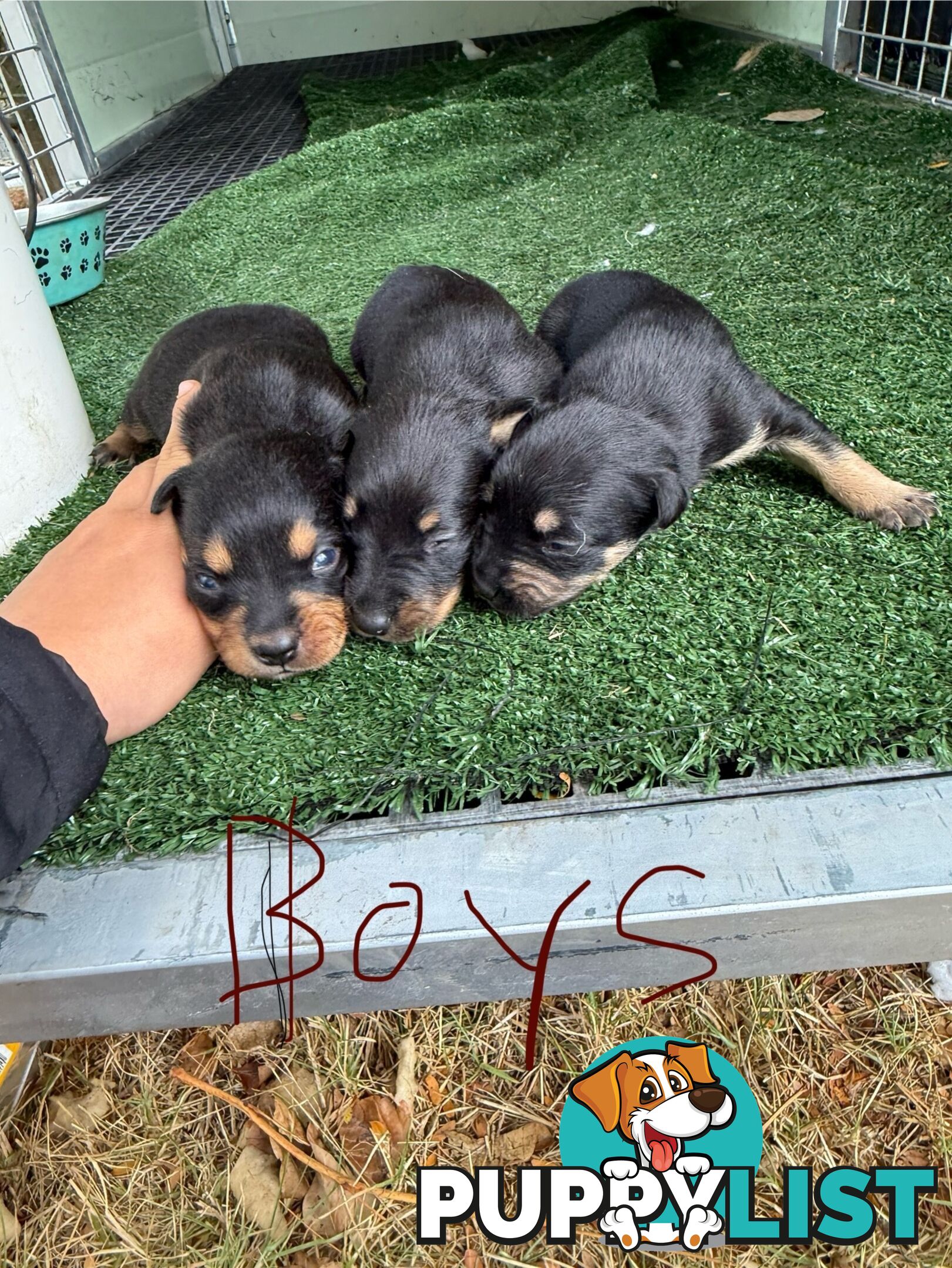 8 week old kelpi pups for sale