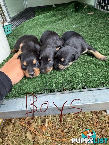 8 week old kelpi pups for sale