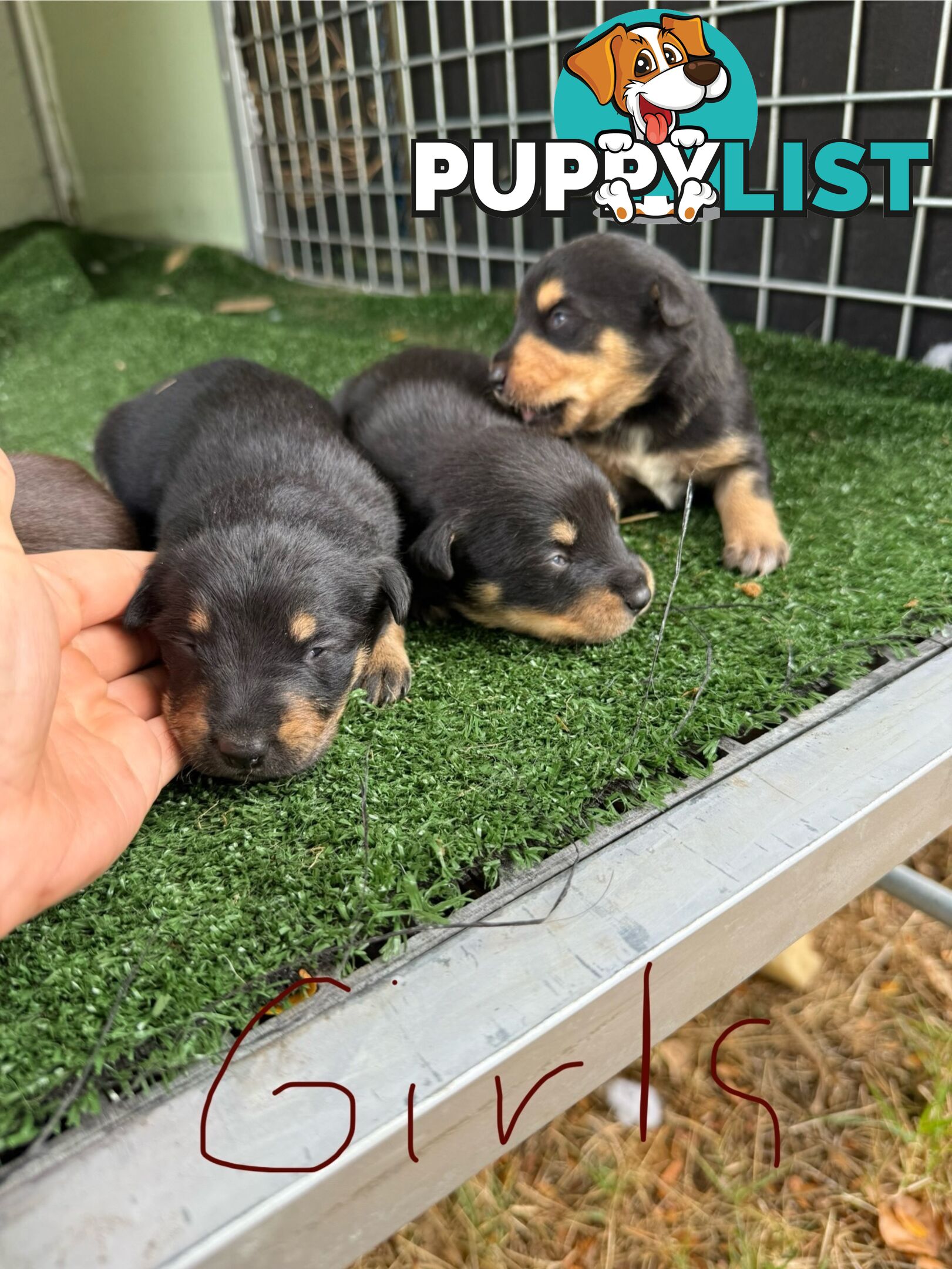 8 week old kelpi pups for sale