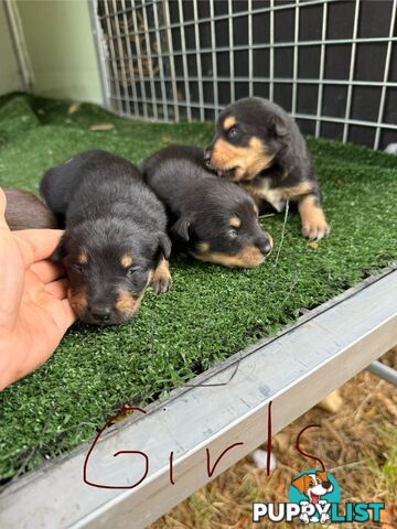8 week old kelpi pups for sale