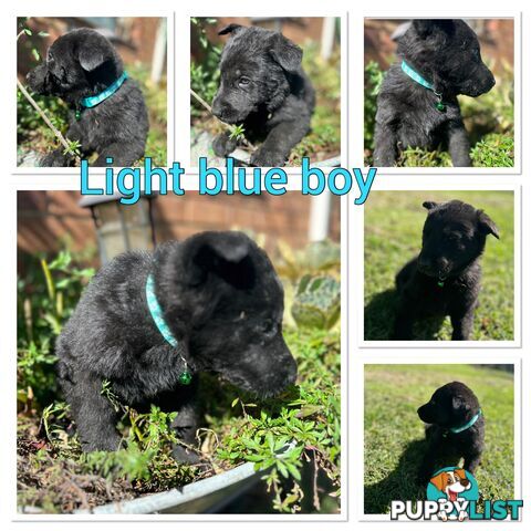 German Shepherd puppies