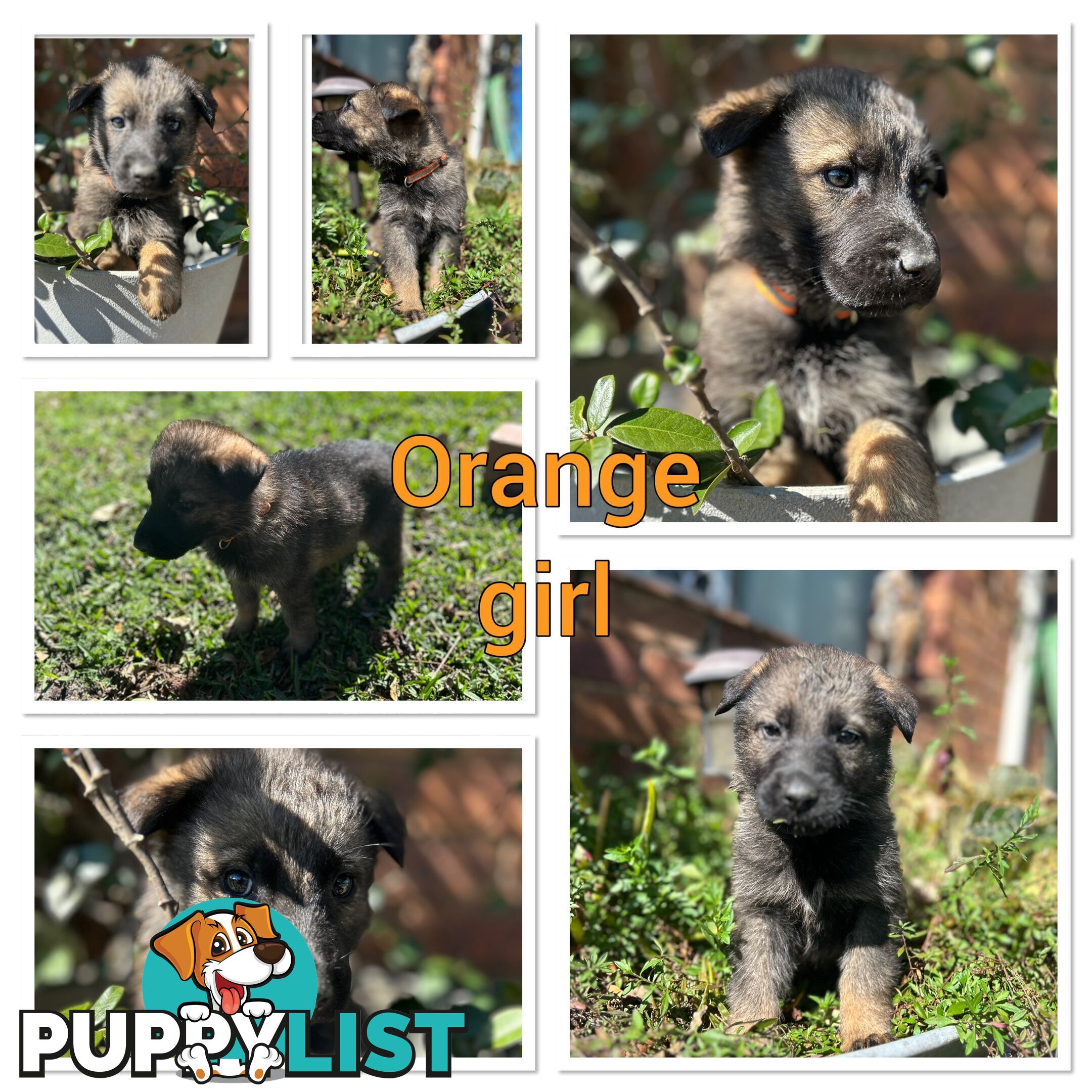 German Shepherd puppies