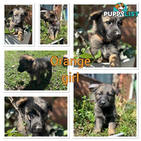 German Shepherd puppies