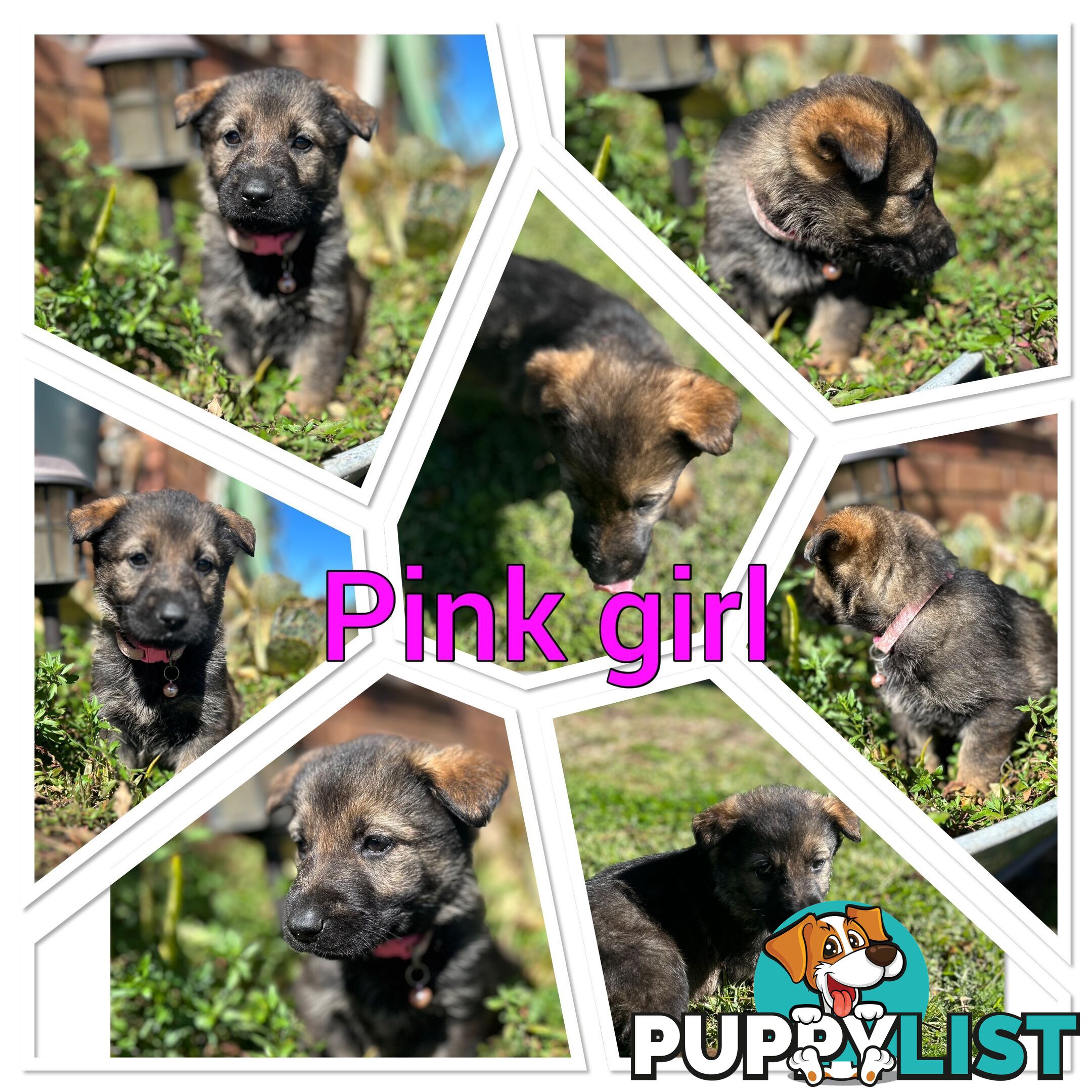 German Shepherd puppies