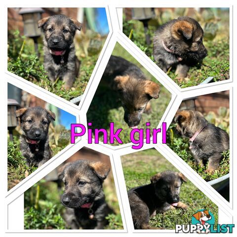 German Shepherd puppies