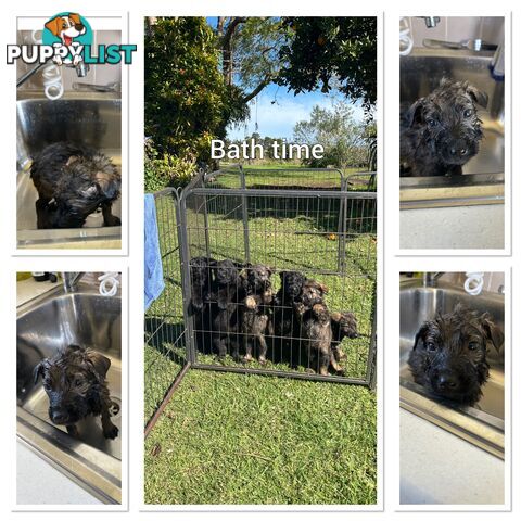 German Shepherd puppies