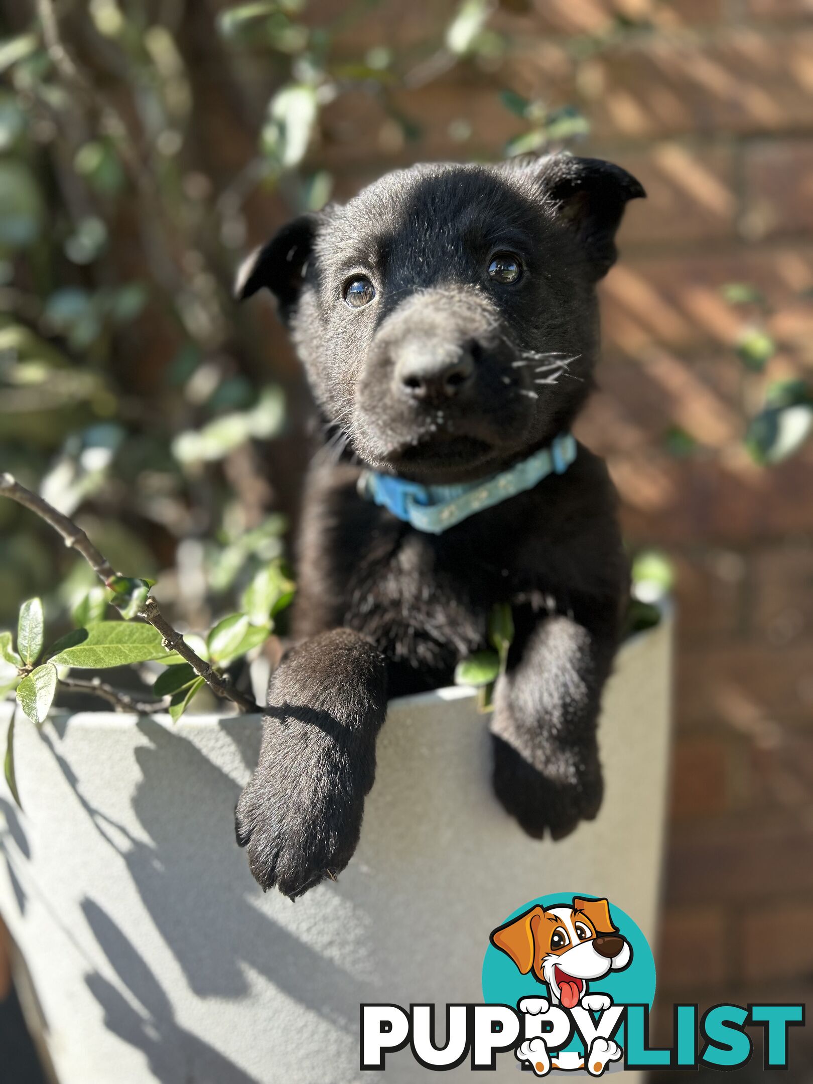 German Shepherd puppies