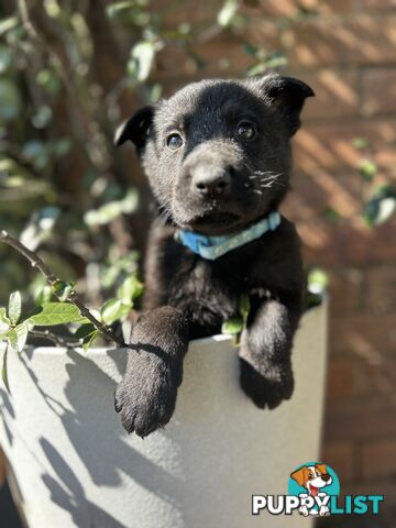 German Shepherd puppies