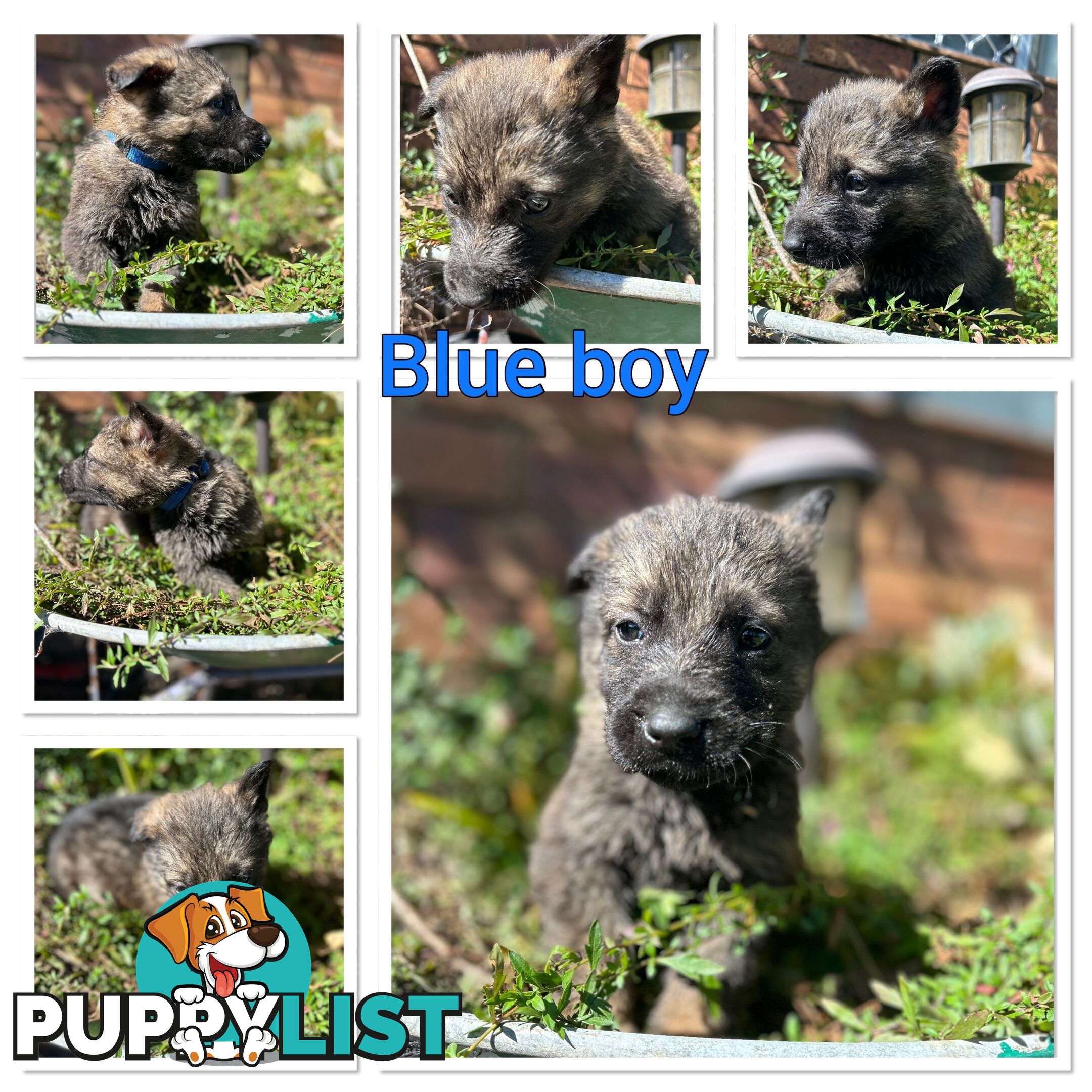German Shepherd puppies
