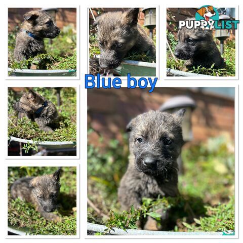 German Shepherd puppies