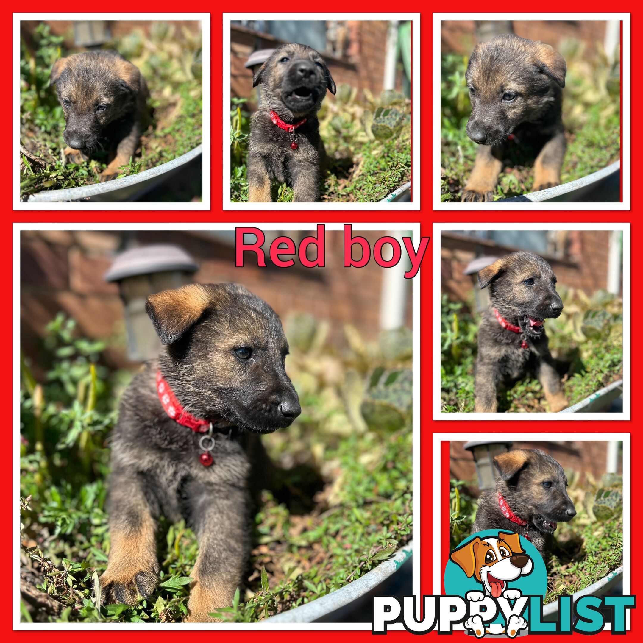German Shepherd puppies