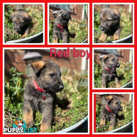 German Shepherd puppies