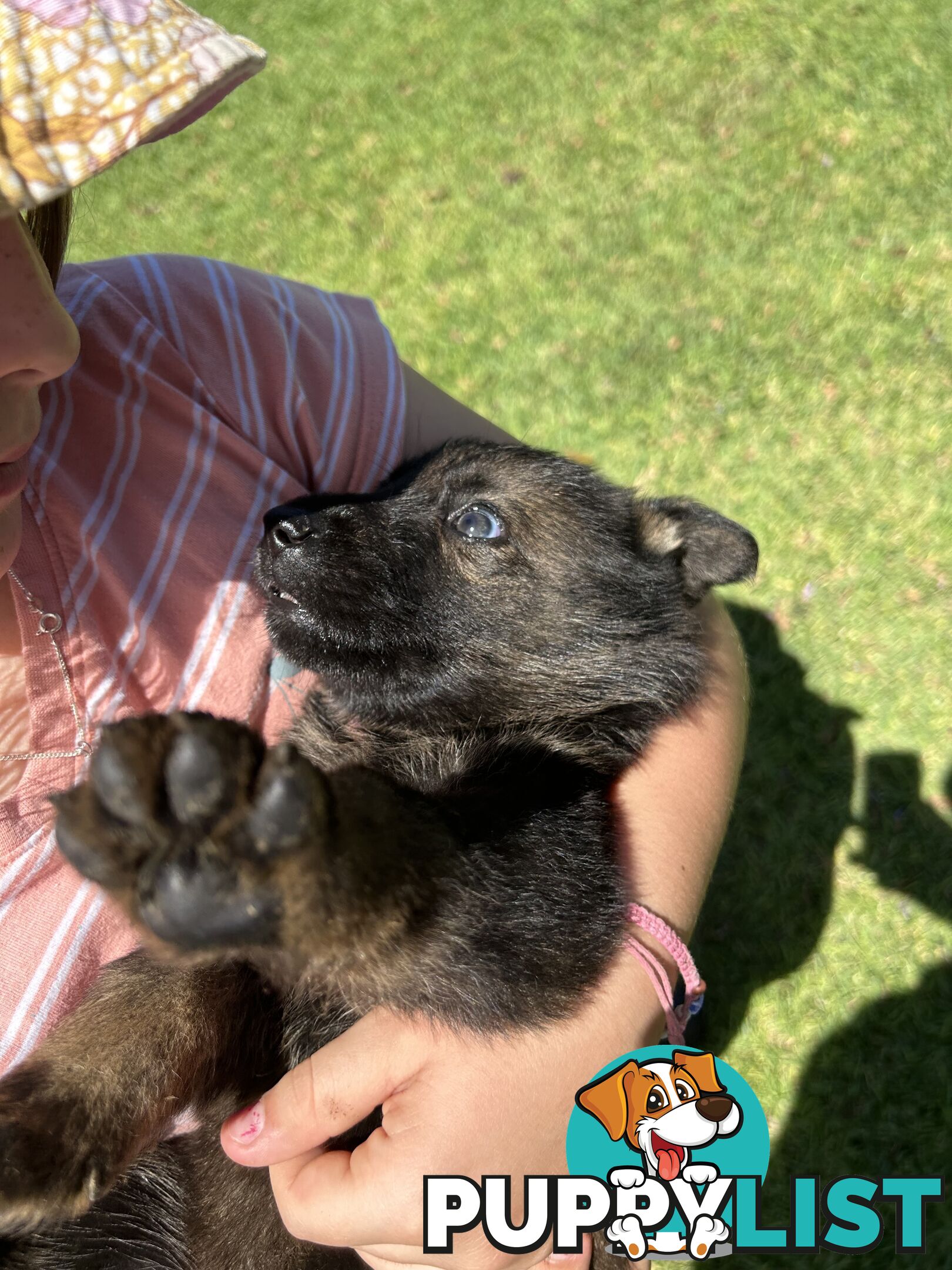 German Shepherd puppies