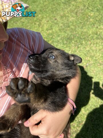 German Shepherd puppies