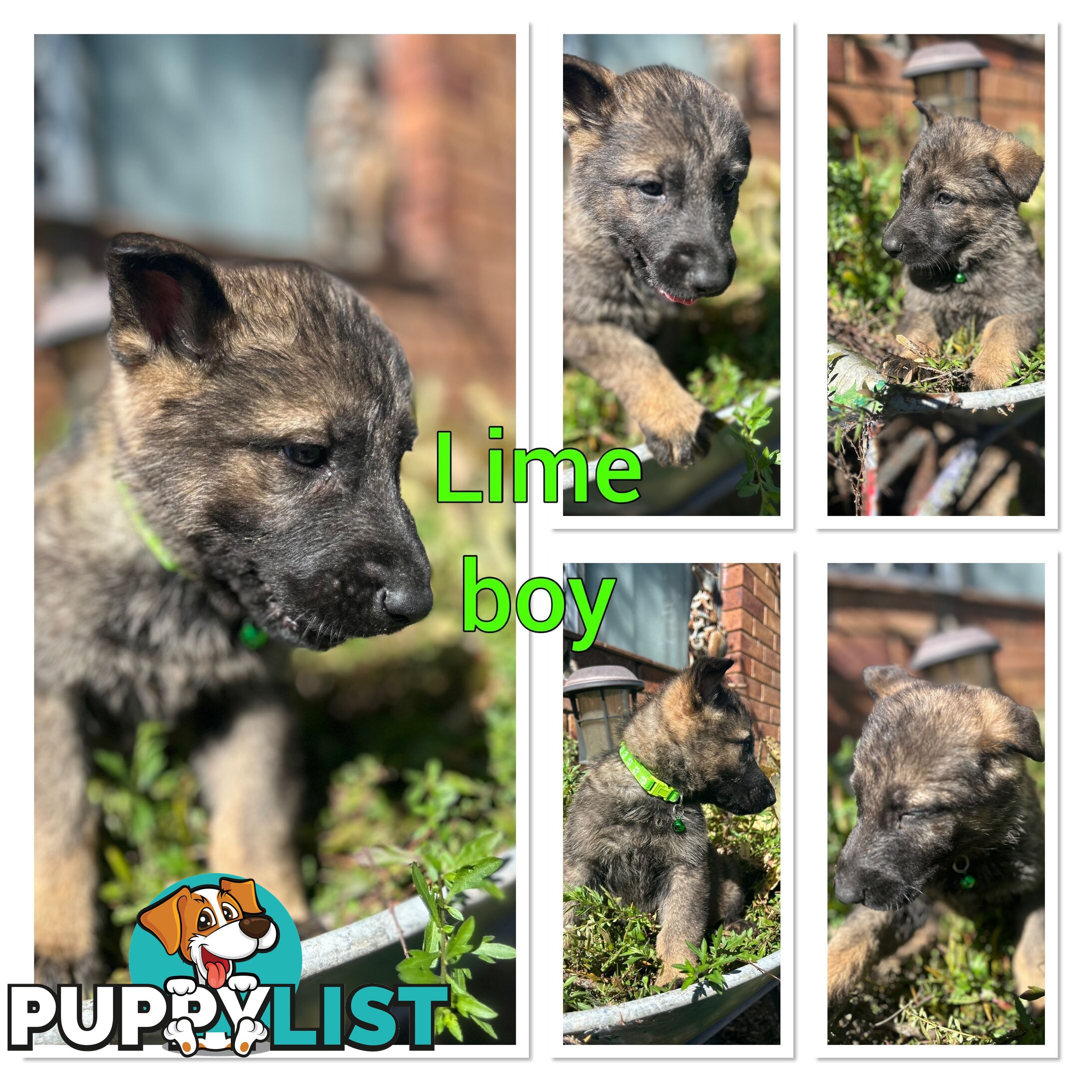 German Shepherd puppies