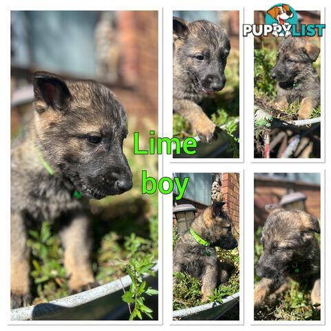 German Shepherd puppies