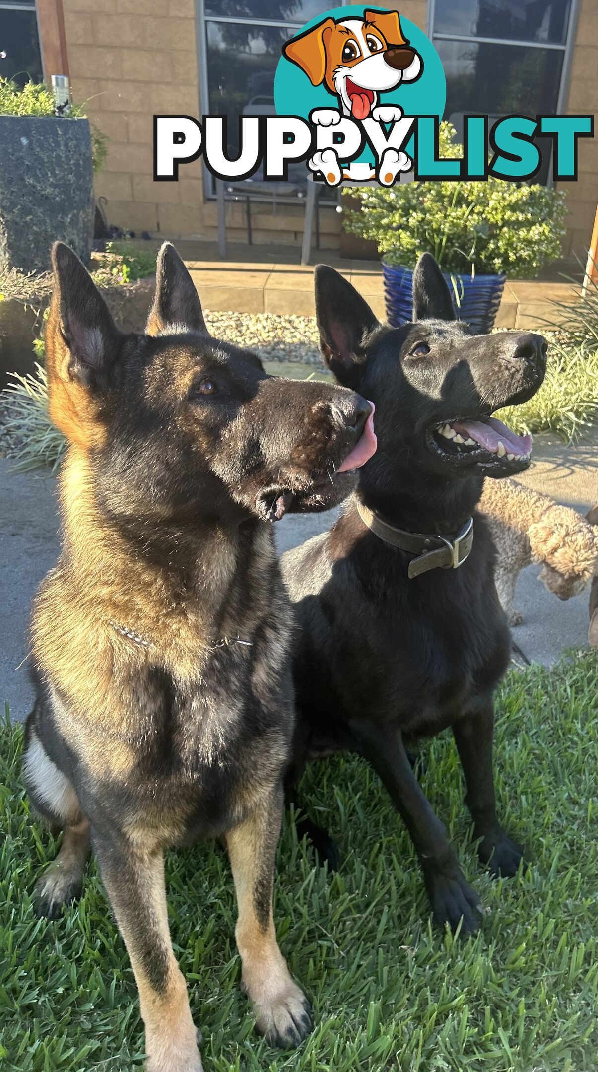 German Shepherd puppies