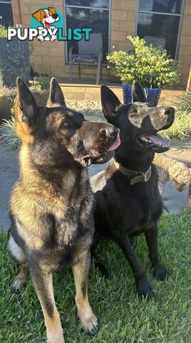 German Shepherd puppies