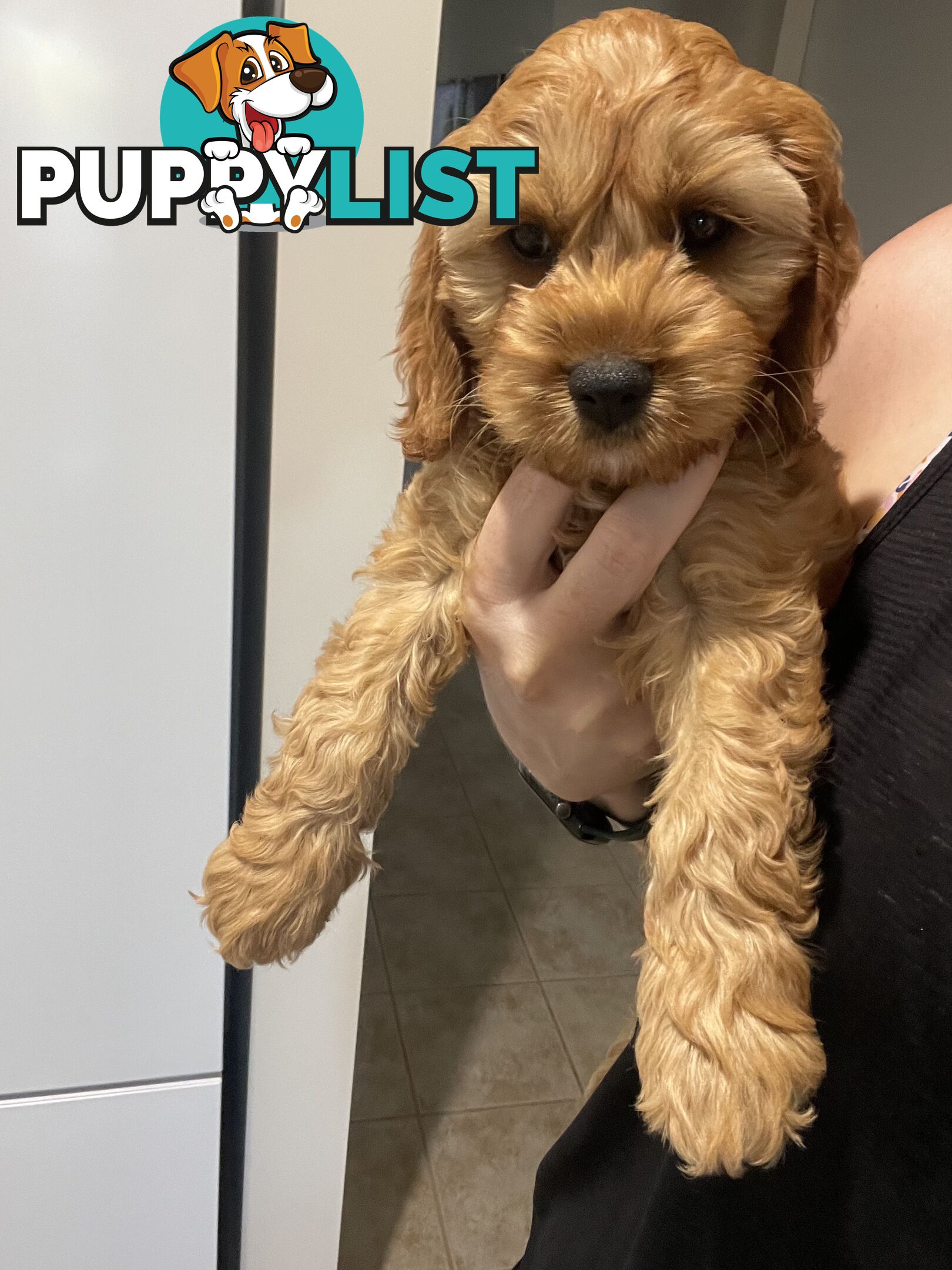 Gold Female Spoodle Puppy - Ready for her Family