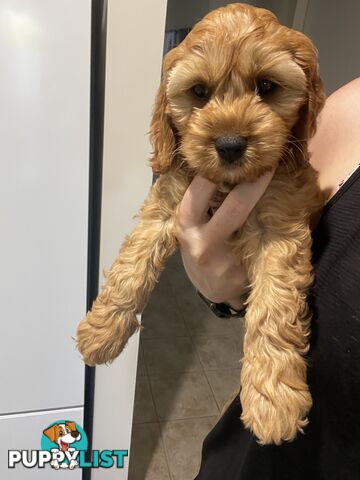 Gold Female Spoodle Puppy - Ready for her Family