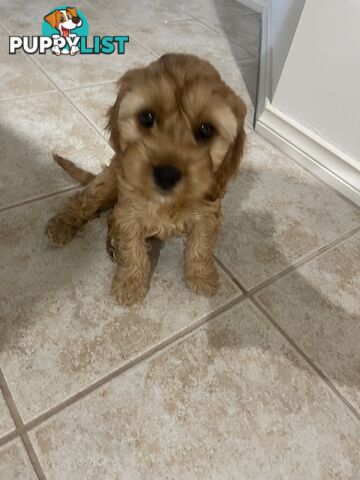 Gold Female Spoodle Puppy - Ready for her Family