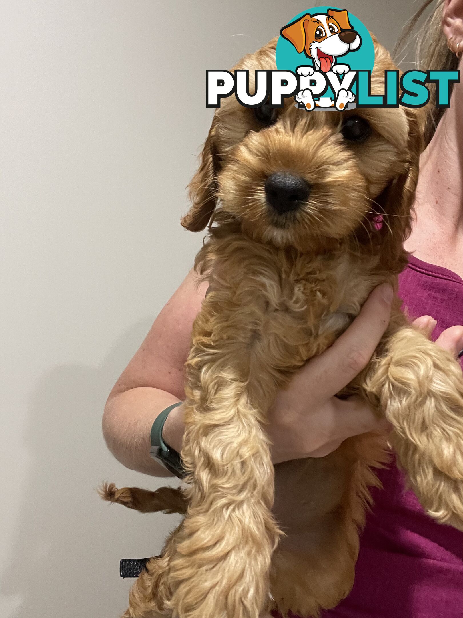 Gold Female Spoodle Puppy - Ready for her Family