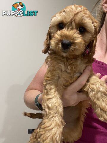 Gold Female Spoodle Puppy - Ready for her Family