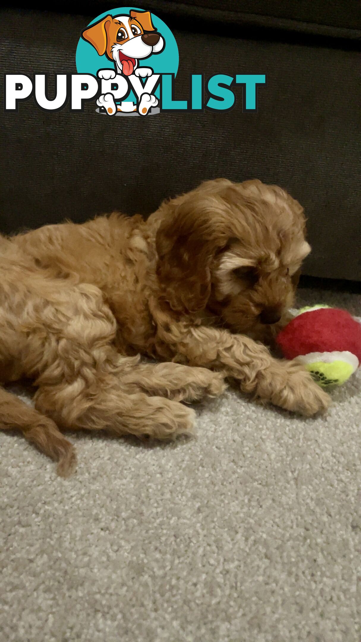 Gold Female Spoodle Puppy - Ready for her Family