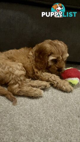 Gold Female Spoodle Puppy - Ready for her Family