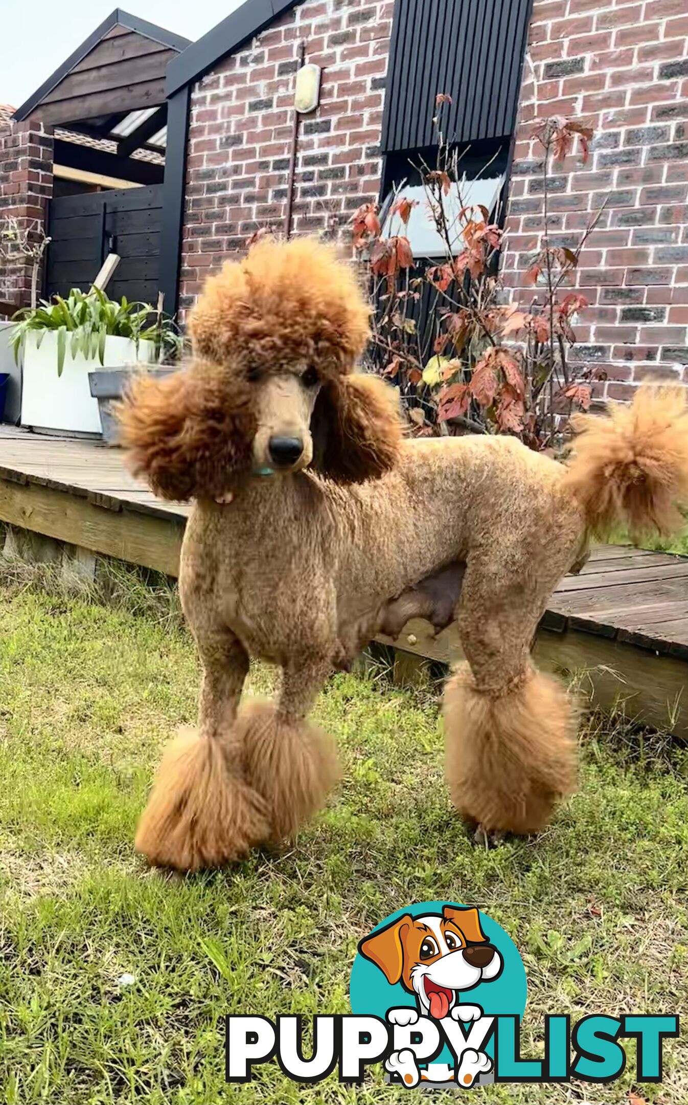 Purebred Teddy bear Red standard poodle puppies