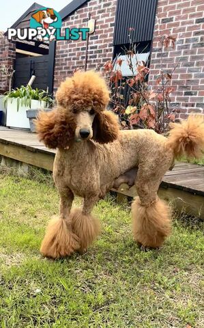 Purebred Teddy bear Red standard poodle puppies