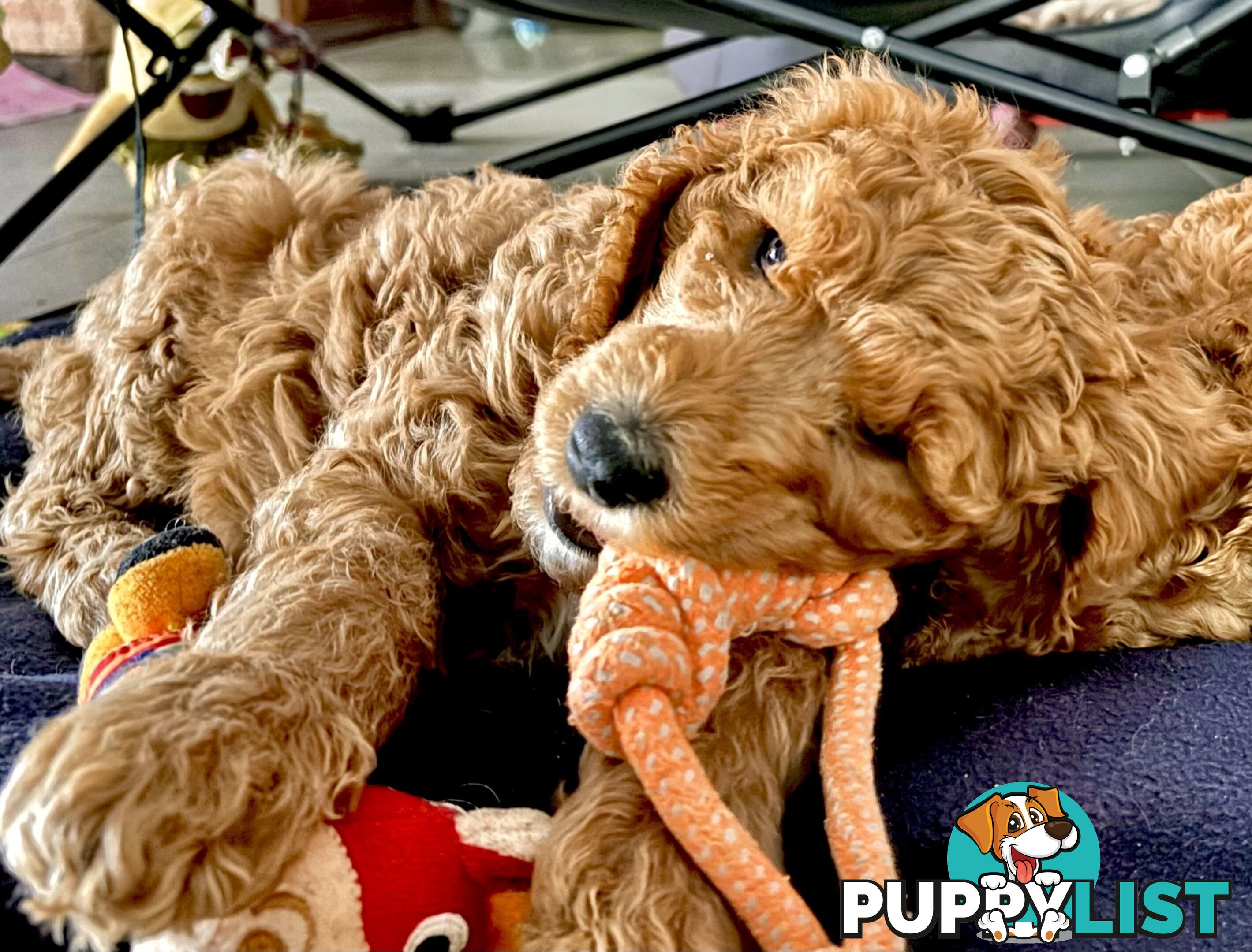 Purebred Teddy bear Red standard poodle puppies