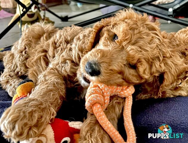 Purebred Teddy bear Red standard poodle puppies