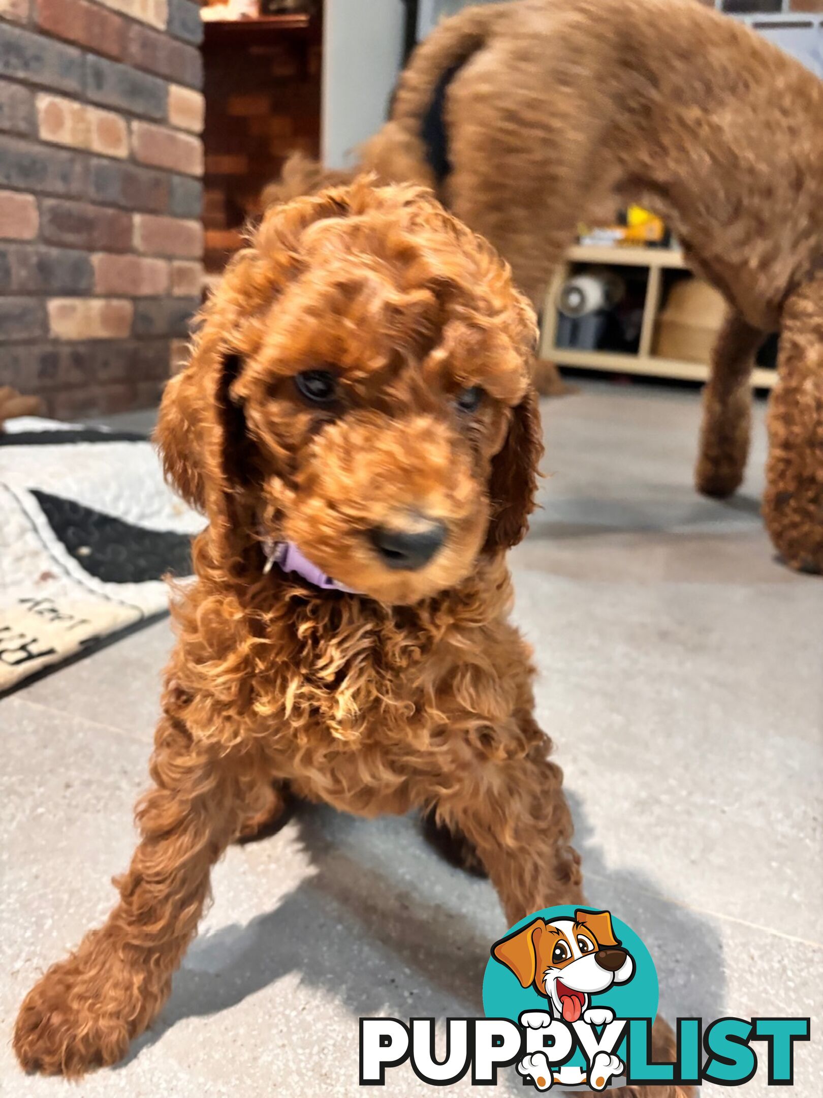 Purebred Teddy bear Red standard poodle puppies