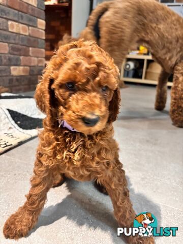 Purebred Teddy bear Red standard poodle puppies