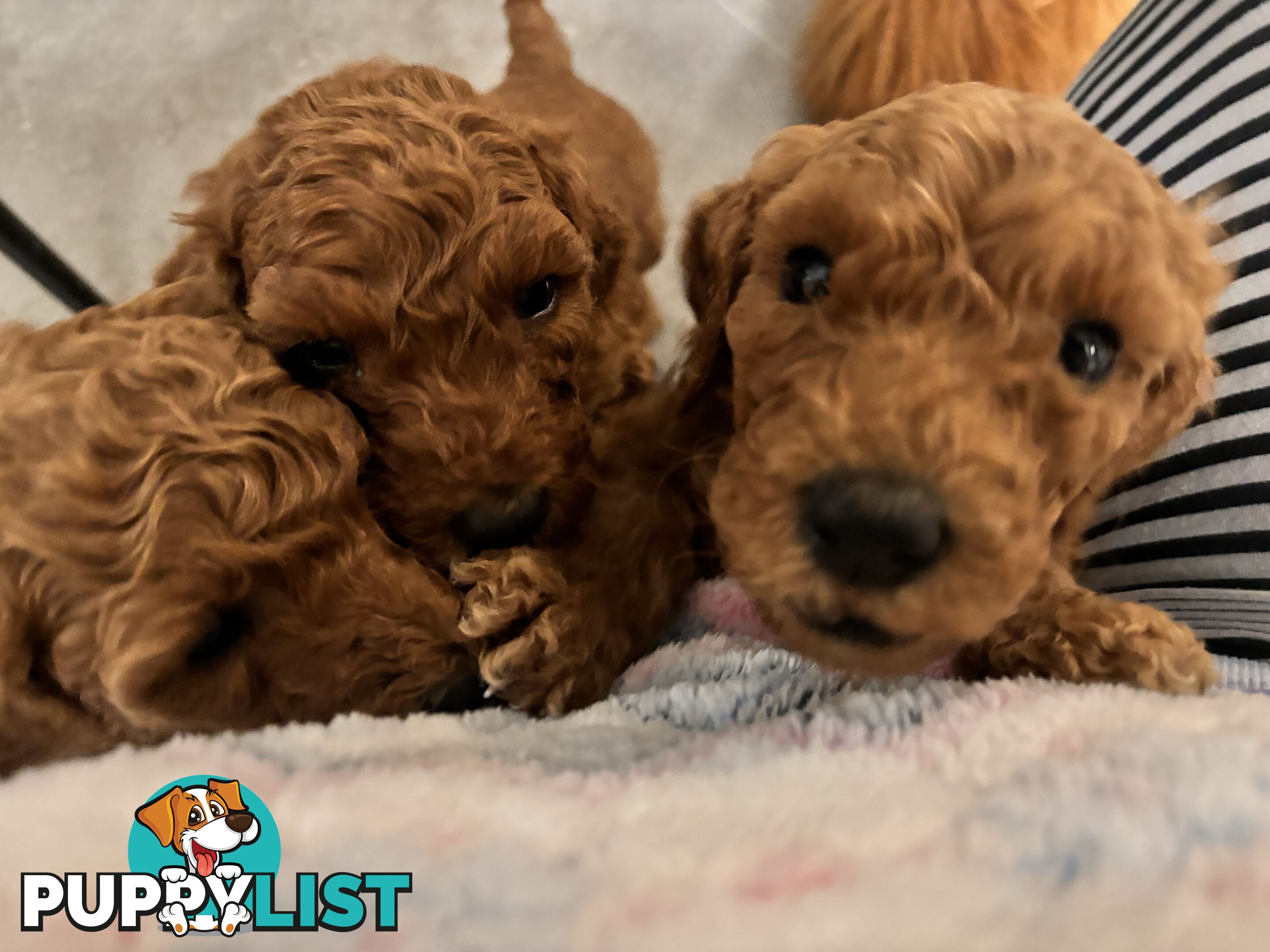 Purebred Teddy bear Red standard poodle puppies