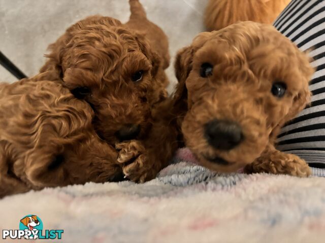 Purebred Teddy bear Red standard poodle puppies